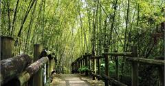 2018嘉義阿里山旅遊景點推薦｜嘉義阿里山步道×在地體驗×美食