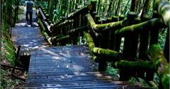 嘉．義．阿．里．山《 探 索 原 民 部 落 》