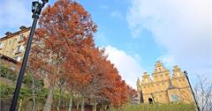 南投｜最有聖誕氛圍的清境落羽松：老英格蘭莊園、見晴花園渡假山莊、普羅旺斯玫瑰莊園、佛羅倫斯度假山莊