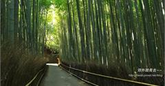 嵐山散策：嵯峨野竹林小徑、野宮神社~~