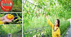 新竹關西景點》金勇DIY休閒農場．採蕃茄採草莓,免收門票,免費親子景點推薦!
