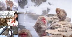 日本長野｜雪地裡的奇景，到地獄谷野猿公苑看猴子泡溫泉！附交通&時刻表