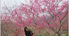 花蓮賞櫻攻略！關原加油站、碧綠神木、西寶國小、玉山神學院、樹湖社區櫻花步道、鳳林櫻花步道、大加汗部落碧赫潭 