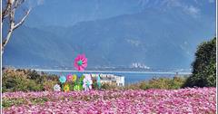 2019年七星潭四八高地花海！蔚藍海岸線配上大波斯菊，賞花還能遠眺月牙灣～