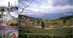 新竹五峰｜1200公尺的山上人家，來忘憂秘境賞櫻看雲海！