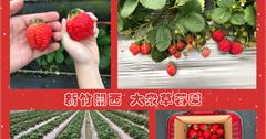 新竹景點｜關西大眾草莓園：紅潤飽滿草莓任你摘！寵物友善草莓園