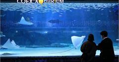 韓國首爾｜COEX AQUARIUM 水族館：交通＆便宜門票建議，超棒親子景點＆雨天備案