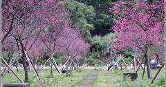 宜蘭｜2019年大同鄉崙埤河濱（櫻花）公園獻櫻情！公園綠地櫻花林，免費遊攝巡櫻趣