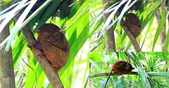 菲律賓薄荷島│菲律賓眼鏡猴保護區Tarsier Conservation Area，菲律賓眼鏡猴世界獨有，外星人、絕地大師尤達，Philippine Tarsier Sanctuary，薄荷島必去景點