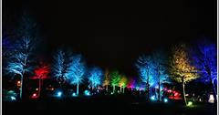 宜蘭｜三星落羽松秘境！安農溪畔林蔭大道，夜間打燈營造五顏六色的浪漫氛圍