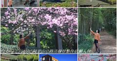 嘉義阿里山│18號阿里山公路沿線景點 私房景點 住宿懶人包
