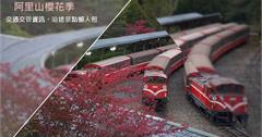 【出發前必讀】阿里山櫻花季開跑！嘉義-阿里山，交通資訊、沿途景點懶人包
