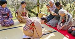 日本千葉｜成田山公園梅祭／野点品茶詩情畫意