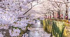 【2019日本櫻花自由行攻略】東京、京都櫻花景點推薦、櫻花花期預測、日櫻、夜櫻路線規劃總整理（附東京、京都賞櫻一日遊行程）