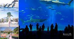 沖繩│美麗海水族館，來全世界最大水族館看見最美鯨鯊！