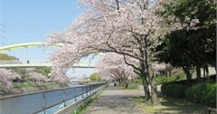 【2019名古屋自由行】荒子川公園，兩岸櫻花停不住，超美爆炸櫻花