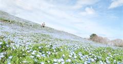 2019日本名古屋東京遊輪行！國營常陸海濱公園交通攻略，水仙、鬱金香、粉蝶花開讓人心花怒放～
