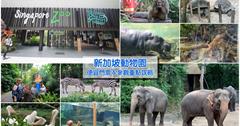 【新加坡動物園】便宜門票＆參觀重點攻略：動物自然接觸，還能餵大象、犀牛和長頸鹿