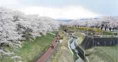 日本仙台｜白石川堤一目千本櫻，藏王連峰，百大賞櫻名所