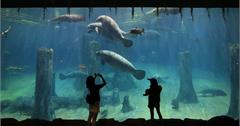 新加坡│河川生態園 River Safari：便宜門票＆參觀攻略，必玩亞馬遜游船＆海牛水槽