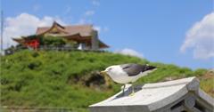 日本青森│種差海岸蕪嶋神社 黑尾鷗滿天飛舞