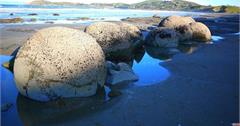 Moeraki Boulders奇幻圓石，沒有藍眼企鵝卻有胖海豹