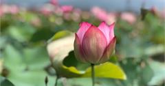 金山小鶴蓮花田，一大片粉紅嬌嫩隨風飄逸，陽明山山腳素野菜，超好吃