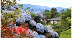 2019年赤柯山繡球花！花蓮縣內繡球花何處尋？赤柯大道漫遊就能遇見紫陽花