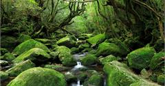 【鹿兒島自由行】屏住呼吸！到原始森林秘境「屋久島」擁抱自然享受最美的感動