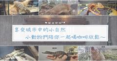 台北大安｜微迷野林：都市巷弄裡的綠色小叢林，彷彿小小自然生態區的特色咖啡館，小動物們就是最好的老師！