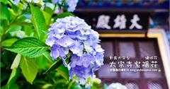 韓國釜山｜影島太宗台紫陽花慶典，太宗寺看繡球花