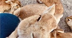 毒氣島變身兔子樂園？萌兔兔遍地的兔子島大久野島