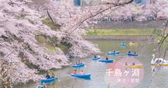 東京｜市區賞櫻｜九段下站【千鳥之淵】(千鳥ヶ淵)。今生必訪的櫻花聖地VOL.1