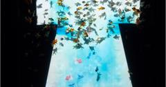 最後的夏日夢幻 不容錯過的2019日本橋金魚展觀後感