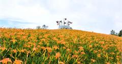 六十石山＋赤柯山，花蓮金針花滿山遍野正鮮豔，一日衝雙「金」，加倍浪漫不虛此行。