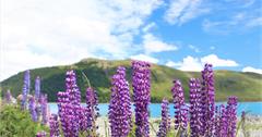 紐西蘭｜牧羊人教堂 Church of the Good Shepherd & 蒂卡波湖 Lake Tekapo