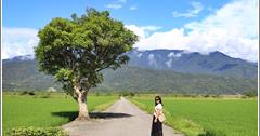 花蓮193青秧美如畫！暢遊療癒公路，鏡巡春日金城武樹、東豐里愛心樹