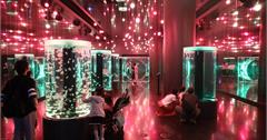 東京│Maxell Aqua Park 品川水族館：超夢幻聲光海洋世界，門票＆表演時間彙整