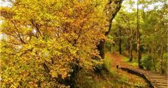 秋天旅遊必拍景點：芒花、楓葉、山毛櫸！台灣秋季景點推薦