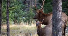加拿大｜Jasper國家公園，隨處可見野生動物的輕鬆行程，遇見狼的Beauvert Lake和Fairmont Jasper Park Lodge