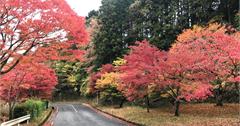 日本滋賀縣｜比叡山車道，楓葉季最美麗的車道，滿山的紅葉盡收眼簾，順遊世界文化遺產佛寺