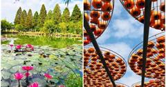 北埔2019喜杮連連｜六塘賞松遊杮園小旅行│北埔六塘谷落羽松│北埔黃阿海杮子園採杮子曬杮餅│新竹北埔大湖採杮賞松一日遊