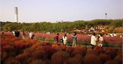 韓國首爾｜秋天必去首爾景點！油畫波波草原、粉紅芒草、天空公園，超夢幻的花季