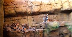 【倫敦自由行】五萬就能遊歐洲！史上最悠久、企鵝看到爽之倫敦動物園好童趣