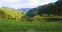 新北坪林｜茶園仙境，南山寺觀雲海細品百年茶湯回韻
