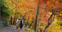 日本重量級紅葉賞楓名所香嵐溪：滿山楓林紅勝火 白日如畫夜迷幻