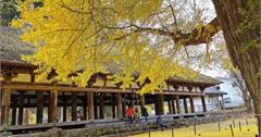 日本│金黃銀杏灑落一季浪漫 喜多方新宮熊野神社紀行
