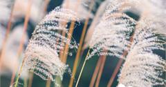 宜蘭｜秋冬限定的雪白世界！5個白芒花、甜根子草秘境看這裡