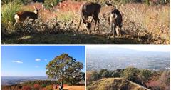 日本奈良│若草山：山頂展望台＆小鹿相伴的登山步道，逃離東大寺奈良公園人潮吧！