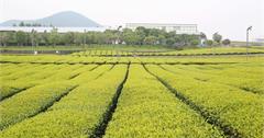 【韓國】濟州島咖啡廳推薦：牛島花生冰淇淋、Blue Mountain 咖啡主題公園、綠茶博物館，跟著韓國人腳步到濟州島咖啡廳打卡！
